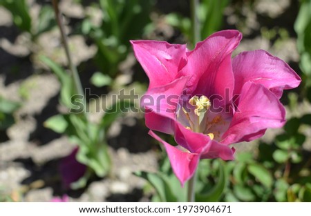 Close-up picture of beautiful pink tulip. Spring flower. Flowerbed in the city.