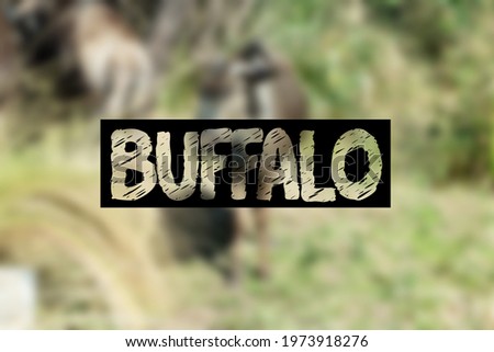 Buffalo blurred unfocused background. Buffalo write.