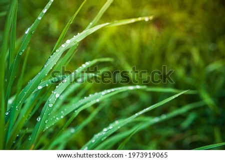 Closeup of green grass with drops of dew in morning light.
