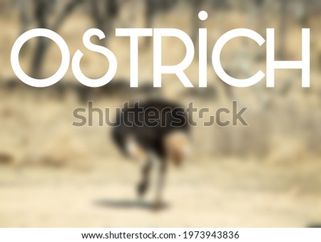 Ostrich blurred unfocused background. Ostrich write.