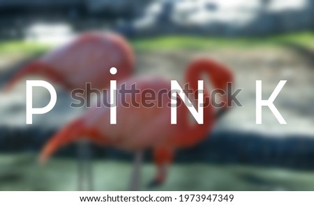 Pink color flamingo blurred unfocused background. Pink write.