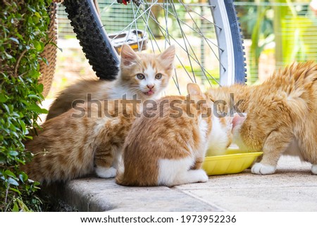 Very cute cat family drinks milk in front of a bike. Cats are all orange and white one mother and three kittens.