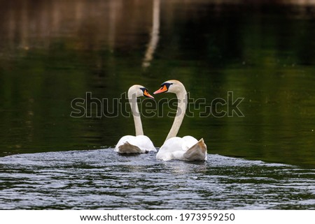 A mute swan on a pond	