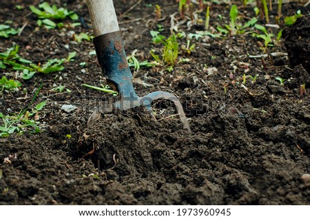 digging with pitchfork in the garden or allotment