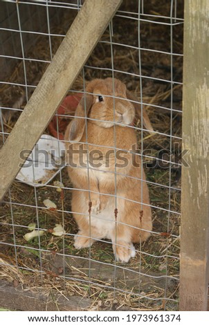 Domestic rabbit with fluffy fur