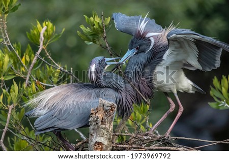 Tricolored Herons building a nest in a Florida wetland as one lands with a branch to be woven into their home. Royalty-Free Stock Photo #1973969792