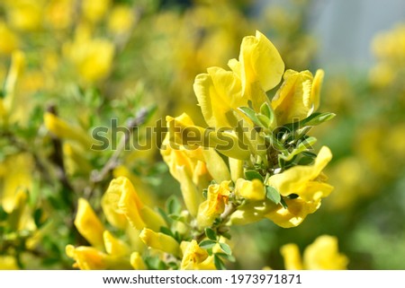 Yellow flowers Broom (Latin: Cytisus) is a genus of shrubs, rarely trees, of the Legume family (Fabaceae)
