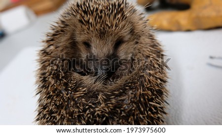 Little found hedgehog in winter for hibernation