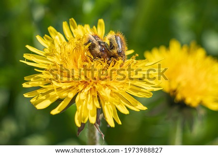  close-up shot of a dandelion flower with bedbugs 