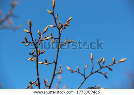 Tree branches with budding buds close-up against the blue sky