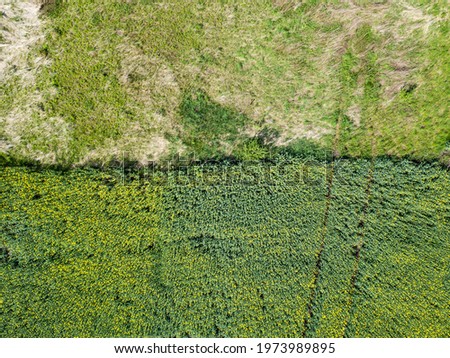 yellow rape field landscape aerial view an industry agriculture
