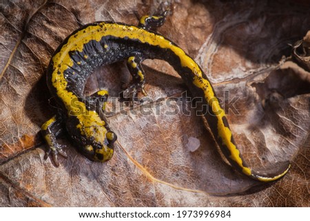 A long -toed salamander is displayed on a fallen cottonwood  leaf.