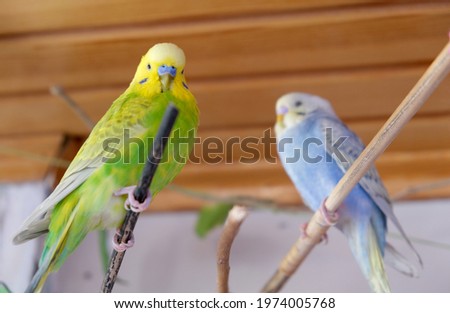 Close up, yellow, green colors of male budgie is looking to camera. Two budgies, one is focused, other is blurred Royalty-Free Stock Photo #1974005768