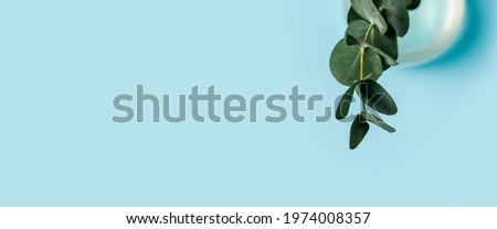 green branch of eucalyptus in a glass vase on a blue background. Top view, flat lay. Banner. 