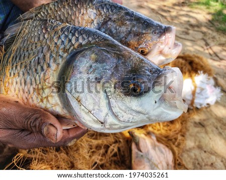 Very big size catla carp fish in hand of farmer