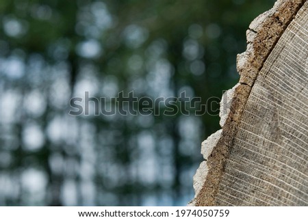 Abstract texture of tree stump, crack wood ancient
