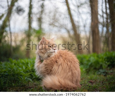 Big cat sitting in the garden on the grass. Pet  enjoys nature. Soft focus. Domestic ginger cat playing outdoors.  