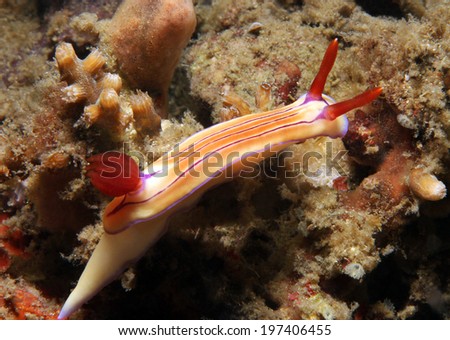 Hypselodoris Emma, Lembeh Strait, Indonesia