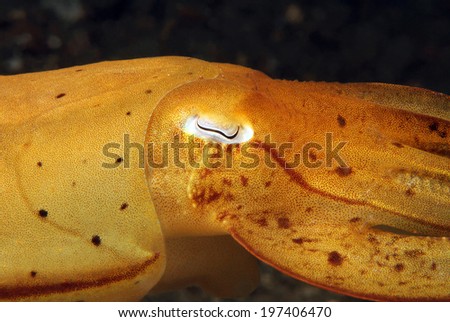 Close-up of a Broadclub Cuttlefish (Sepia Latimanus), Lembeh Strait, Indonesia