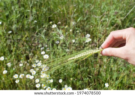 A picture of a hand holding spike of grain. Flowers in the background. 