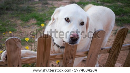 A photograph of a white pyraneean mastiff dog. A very loving dog. With yellow flowers in the background. 