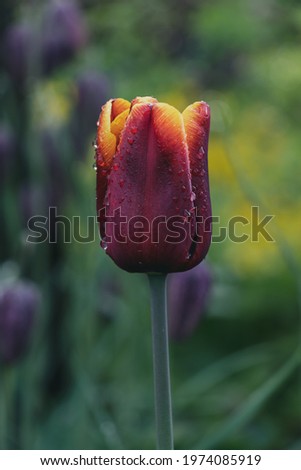 Red and yellow tulip flower with raindrops and dew and isolated on a blurred background. without leaves, just blossom