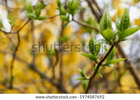 green blossoming leaves on the background of Blooming yellow forsythia. Bright natural background.  Royalty-Free Stock Photo #1974087692