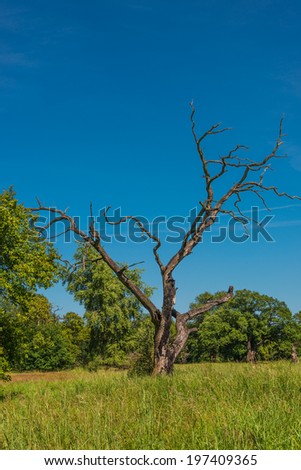 A lonely tree, gorgeous nature, Germany, 2014