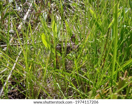 Tall Grass with a Young American Toad Hiding in It
