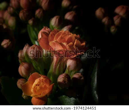 flower close up black background