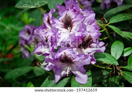 lilac rhododendron