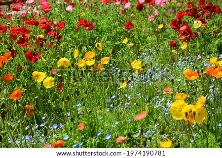 Colorful wildflowers in spring filed