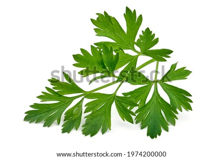 Fresh organic parsley, isolated on white background. High resolution image.