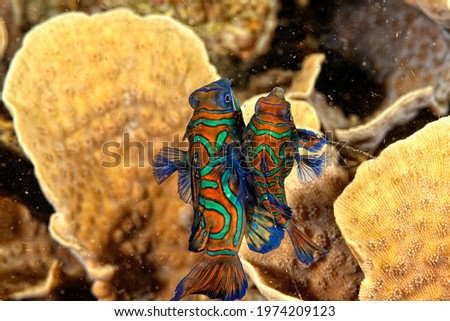 A picture of a mandarin fish swimming in the coral Royalty-Free Stock Photo #1974209123