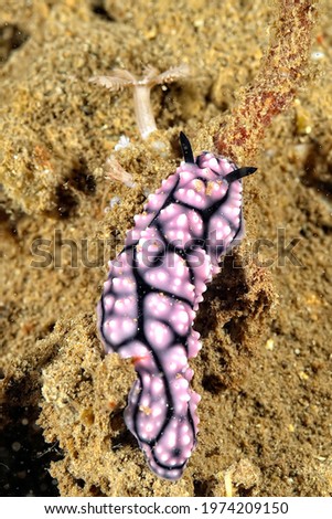 A picture of some beautiful and colored nudibranches