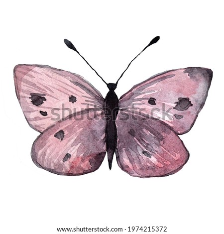 Watercolor violet butterfly with transparent wings, isolated on a white background