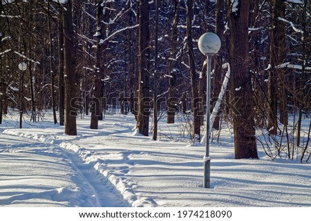 a clear day in the winter forest, moscow