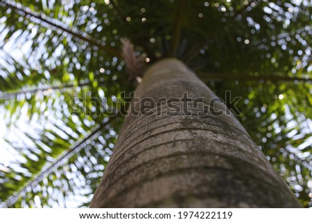 Image of a palm tree with a blue sky.Defocused view of the trunk and branches with green leaves from bottom to top.Art background photography