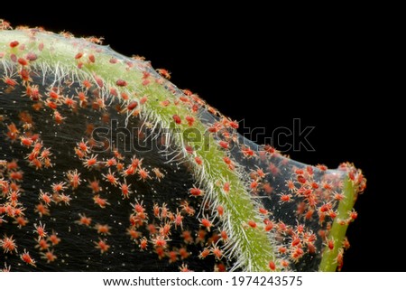 Super macro photo of group of Red Spider Mite infestation on vegetable. Insect concept. Royalty-Free Stock Photo #1974243575