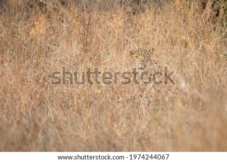 Indian leopard or panther camouflage in grass at ranthambore national park india Royalty-Free Stock Photo #1974244067