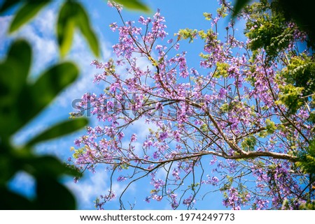 Beautiful blooming violet flower branches of Jacaranda.  Summer in Thailand.
