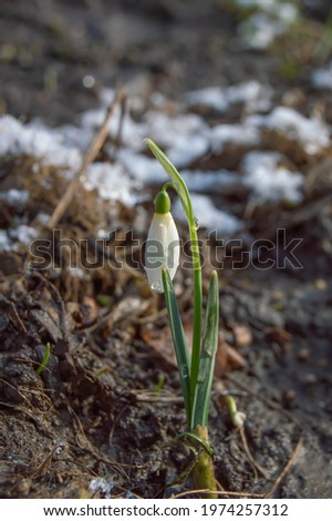 Close-up of a single snowdrop with dew on a background of semi-snow-covered ground vertical photo
