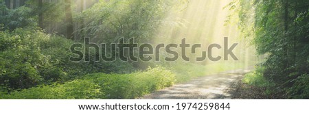 Pathway in a majestic green deciduous forest. Natural tunnel. Mighty tree silhouettes. Fog, sunbeams, soft sunlight. Atmospheric dreamlike summer landscape. Pure nature, ecology, fantasy, fairytale Royalty-Free Stock Photo #1974259844