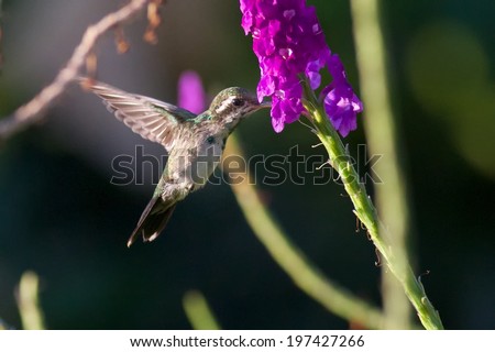 Green Hummingbird at Flower