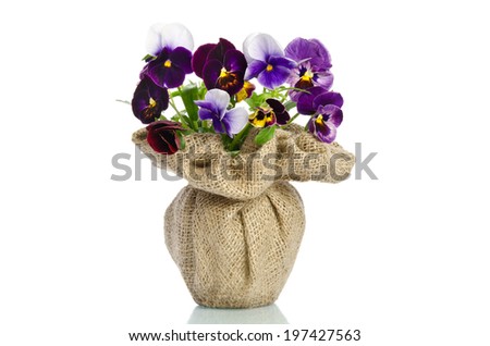 Beautiful pansies in a vase isolated on white background