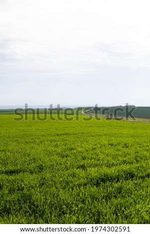 Field of young green wheat seedlings. Sprouts of young barley or wheat that have sprouted in the soil. Close up on sprouting rye on a field. Sprouts of rye. Agriculture, cultivation.