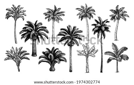 Palm trees. Big collection of ink sketches isolated on white background. Hand drawn vector illustration. Retro style.
