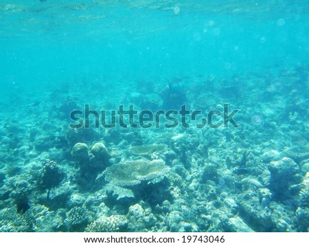Seabed of Maldives