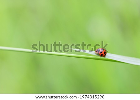 Ladybug on grass macro close up green nature background.