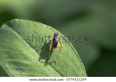 Close up cricket Metioche vittaticolis insect on green leaf. macro image